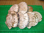 ほたて(貝付き)